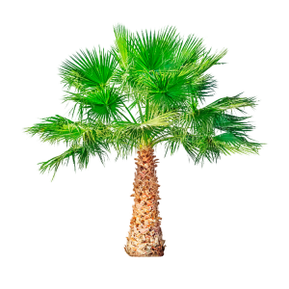 Dwarf Palm es un componente de TestoUltra