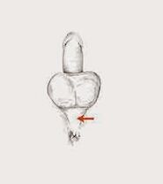 Músculos de potencia y su tono para aumentar la potencia.